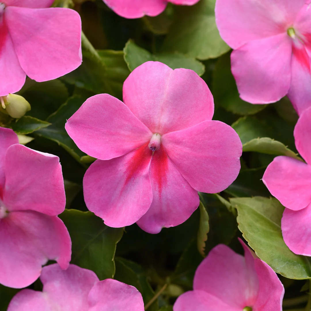 Limited Release Plants