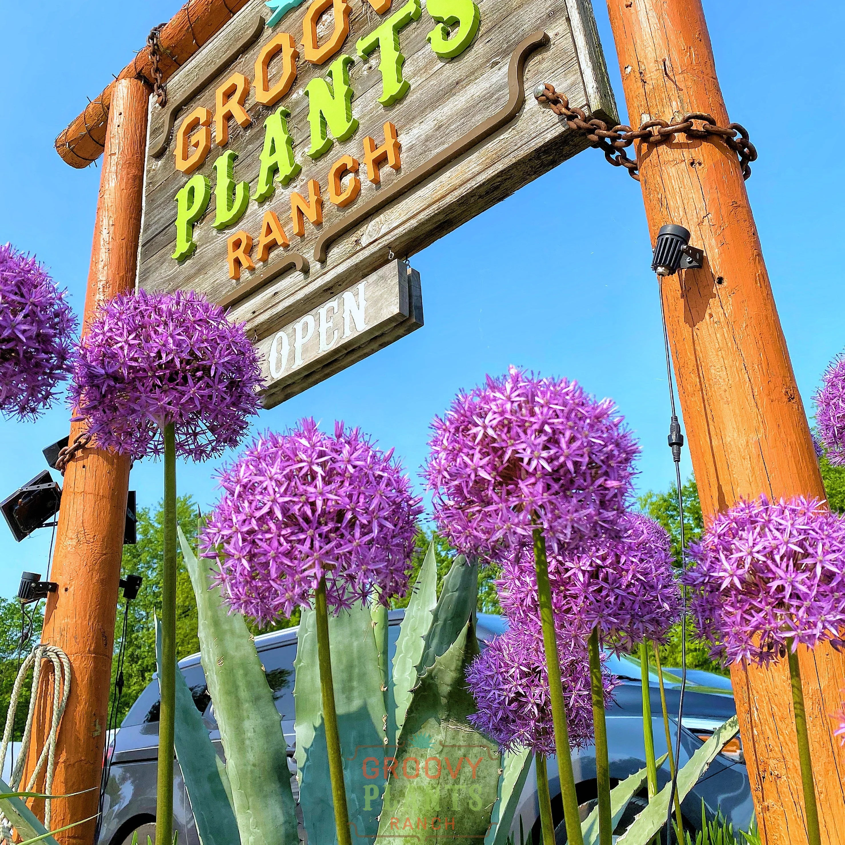 Allium